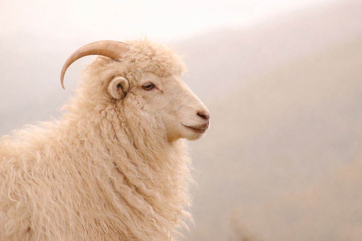Sheep standing in a field with a blurred background